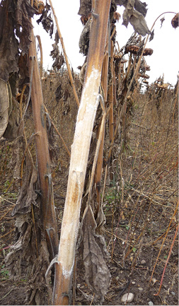 FIGURE 2 – Sclerotinia lesion with white mycelium