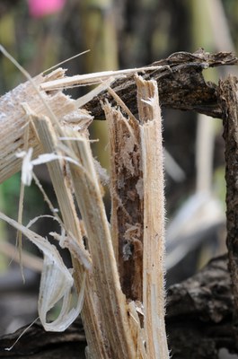 FIGURE 3 – Shredded stalk resulting in lodging