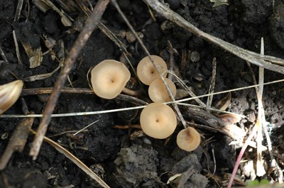 FIGURE 1 – Apothecia (grows from sclerotia and produces ascospores)