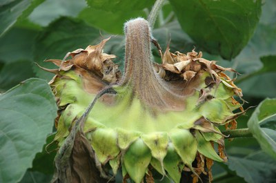 FIGURE 2 – Soft brown area on the back of head