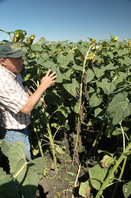 FIGURE 4 – Wilted sunflower plant