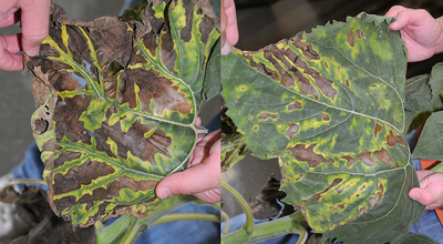 FIGURE 2 – Leaf symptoms