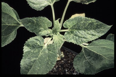 FIGURE 3 – Typical sunflower mosaic virus symptoms (SMV)