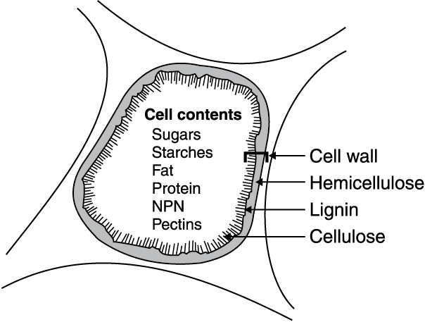 Figure 1. Diagram of a plant cell showing cell wall structure.