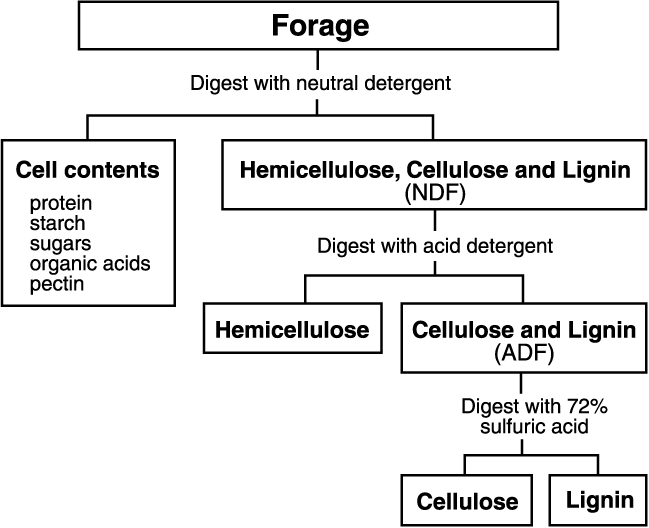 Figure 3. Schematic of the detergent system of forage analysis.