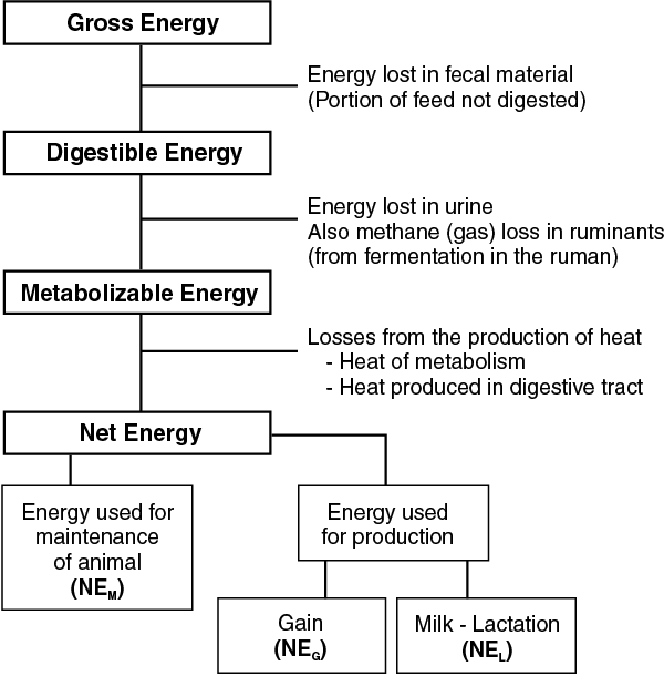 Figure 6. Energy losses when forages are fed.