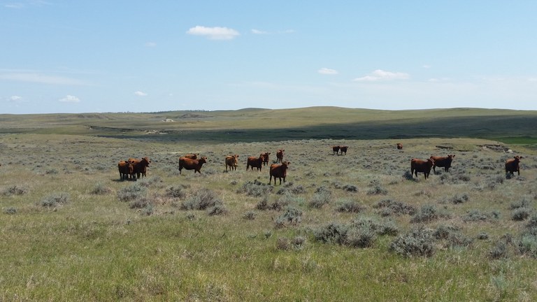 Livestock  Grazing