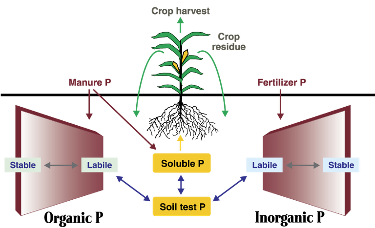 The phosphorus cycle. 