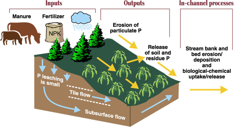 Phosphorous movement in the environment. 