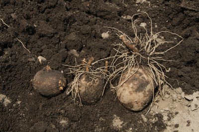 Root lesion nematode injury can cause slow emergence. 