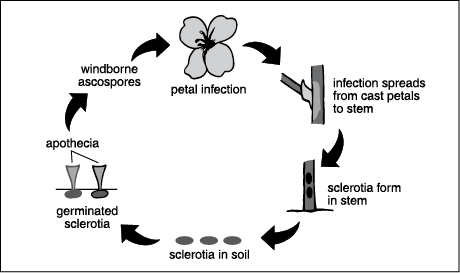 Sclerotinia Disease Cycle