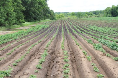 Herbicide carryover in soil. 