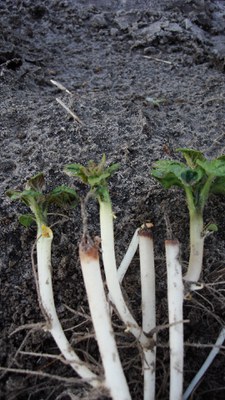 Frozen sprout damage.