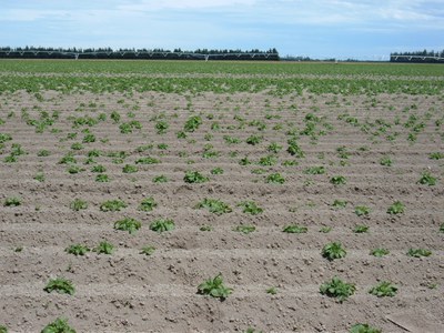 Late or erratic dormancy. 