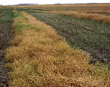 Canola in the swath. 