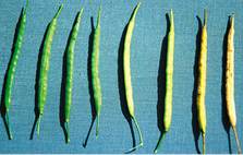 Various pod maturity. 