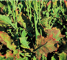 Late-season sulfur deficiency.