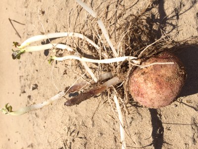 Burned sprouts from high temperatures. 