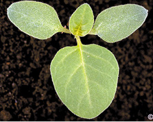 Black night shade seedling.