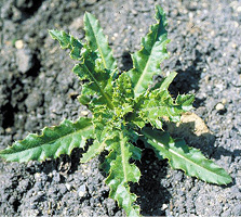 Canada thistle seedling.