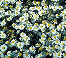 False chamomile flowers.