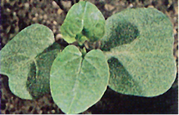 Field bindweed.