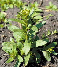  Field pennycress bolted.