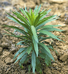 Horseweed marestail immature.