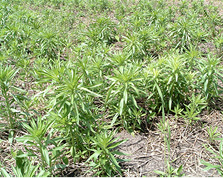 Horseweed in field.