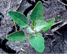 Lambsquarters.