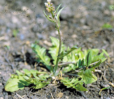 Shephardspurse bolting.