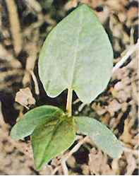 Wild buckwheat.