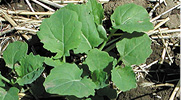 Canola seedlings undamaged seedlings. 