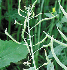 Damage from diamondback moth larvae (aborted flowers). 