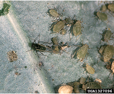 Mustard Aphid, Lipaphis erysimi.