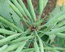 Swede midge damage to pods.