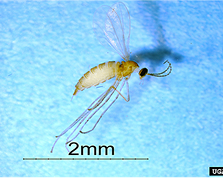 Swede midge, Contarinia nasturtii. 