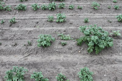 Erratic stand from glyphosate residue in seed.