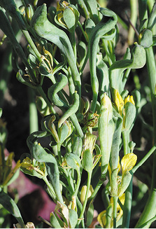 Aster yellows (close up). 