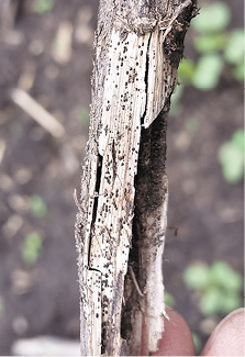 Blackleg stem lesion.