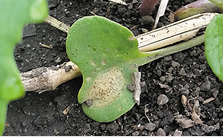 Blackleg on cotyledon leaf.