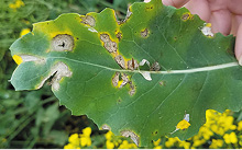 Blackleg foliar lesion.