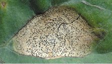 Blackleg foliar lesion.