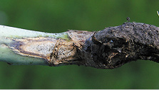 Blackleg on stem.