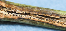  Blackleg stem lesion. 