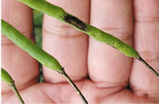 Blackleg on canola pods. 