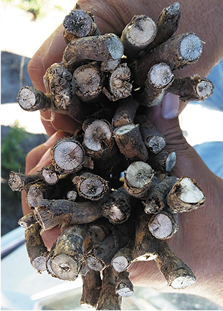 Blackleg on stem crowns. 