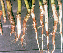 Rhizoctonia root rot.