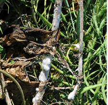 Sclerotinia stem rot.