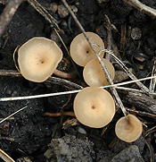 Sclerotinia sclerotiorum apothecia. 